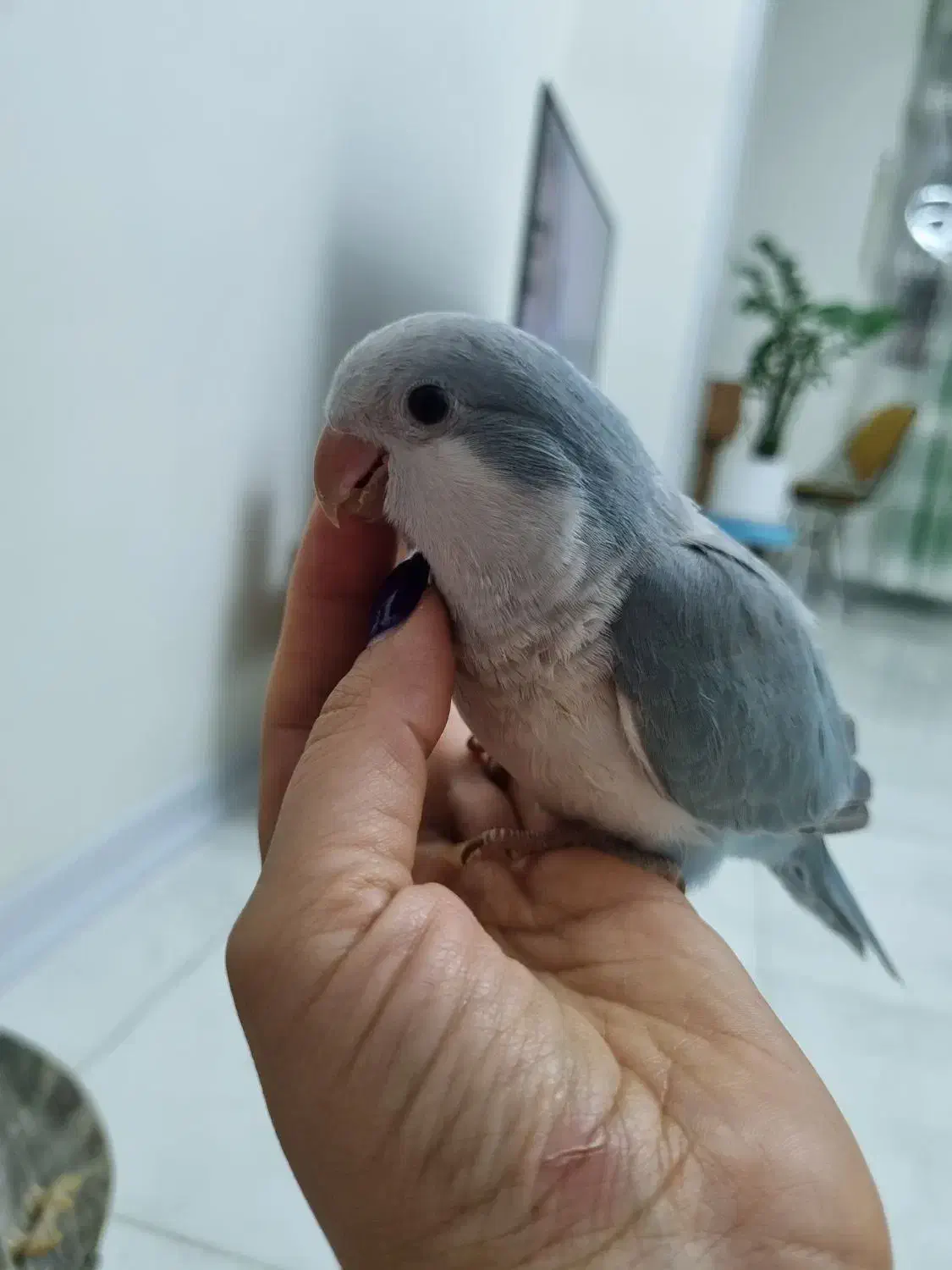 راهب نرمخور|پرنده|گرمدره, |دیوار