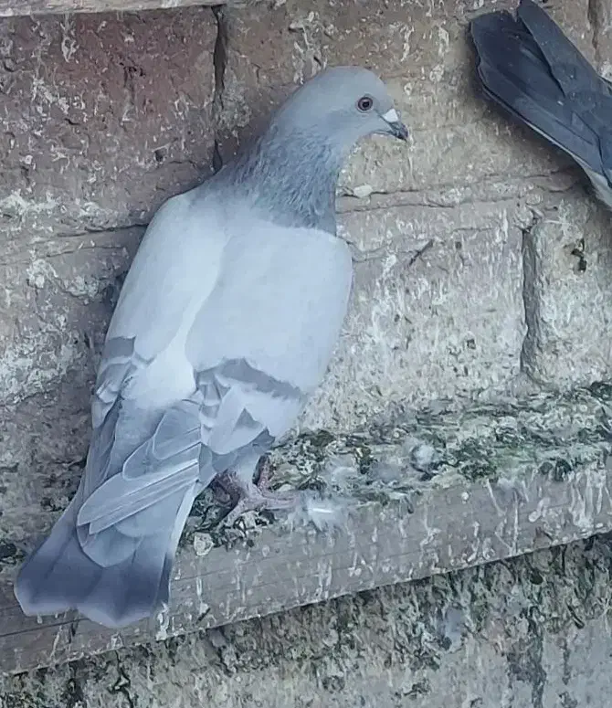 کفتر|پرنده|قم, هفت تیر|دیوار