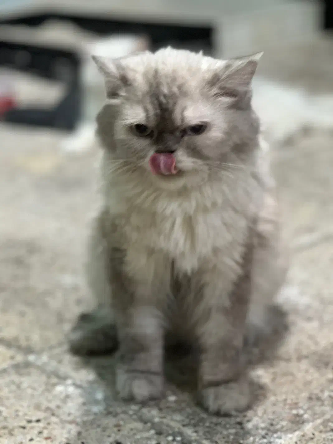 / هیمالین / اسکاتیش ماده|گربه|مشهد, مشکینی (شهرک غرب)|دیوار