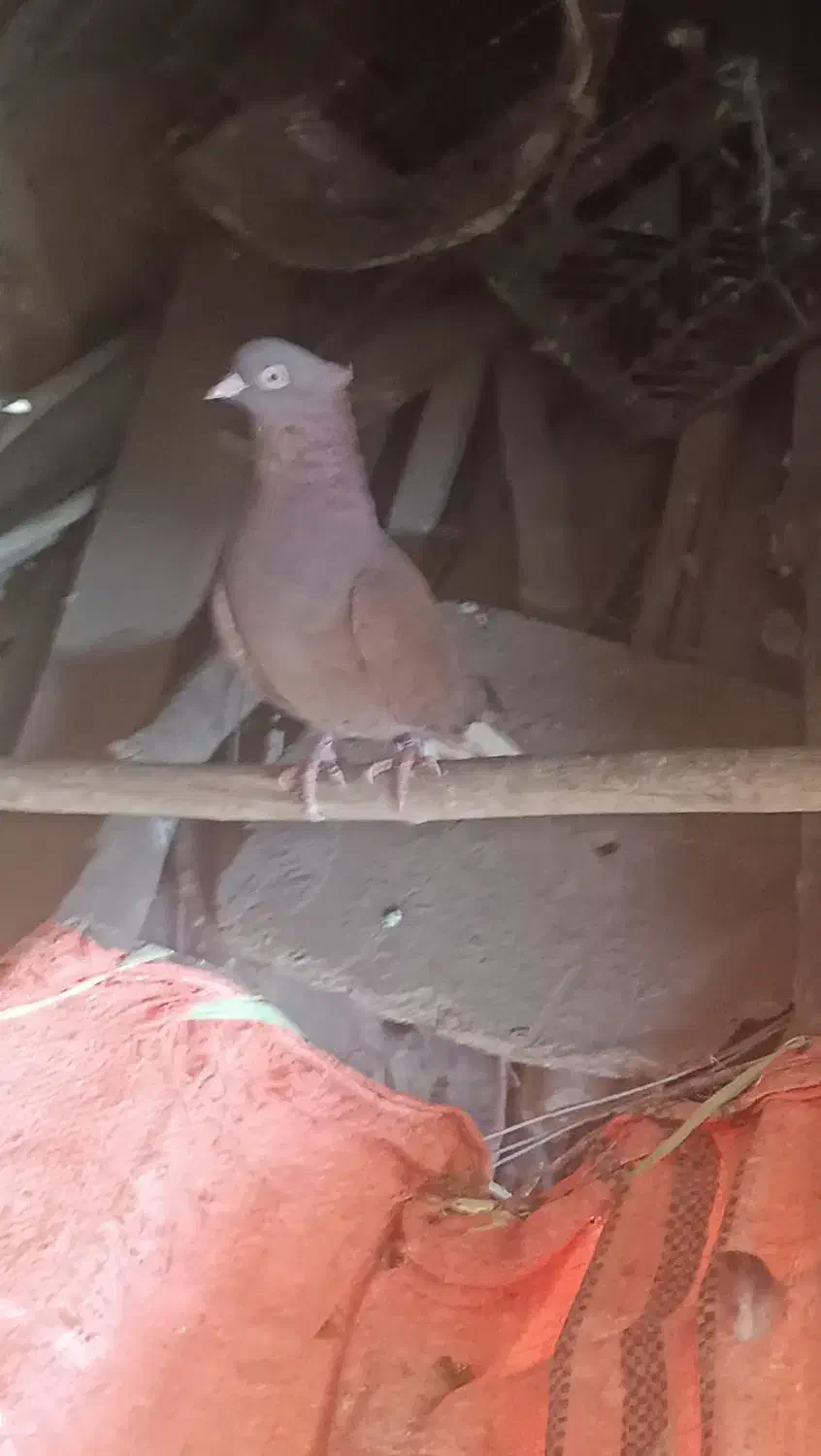 تعدادی کبوتر سرخ طوقی سرور پلاکی|پرنده|دهدشت, |دیوار