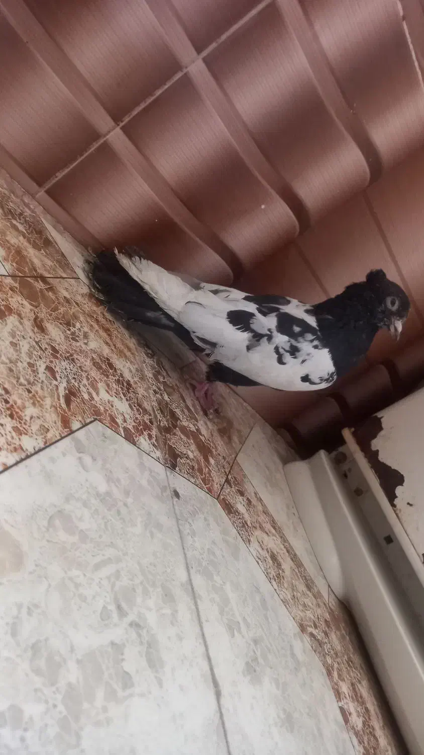 کفتر کبوتر  صید|پرنده|مشهد, کارمندان دوم|دیوار