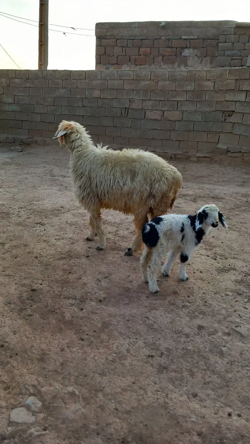 شیشک زایده|حیوانات مزرعه|مسجد سلیمان, |دیوار