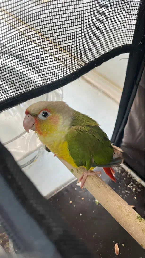 گیرینچیک|پرنده|قم, سالاریه|دیوار