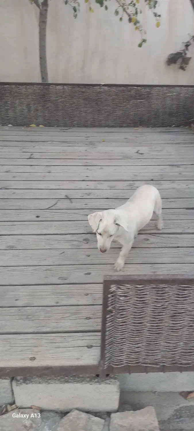 سگ اشپیز روباهی|سگ|مشهد, بهاران|دیوار