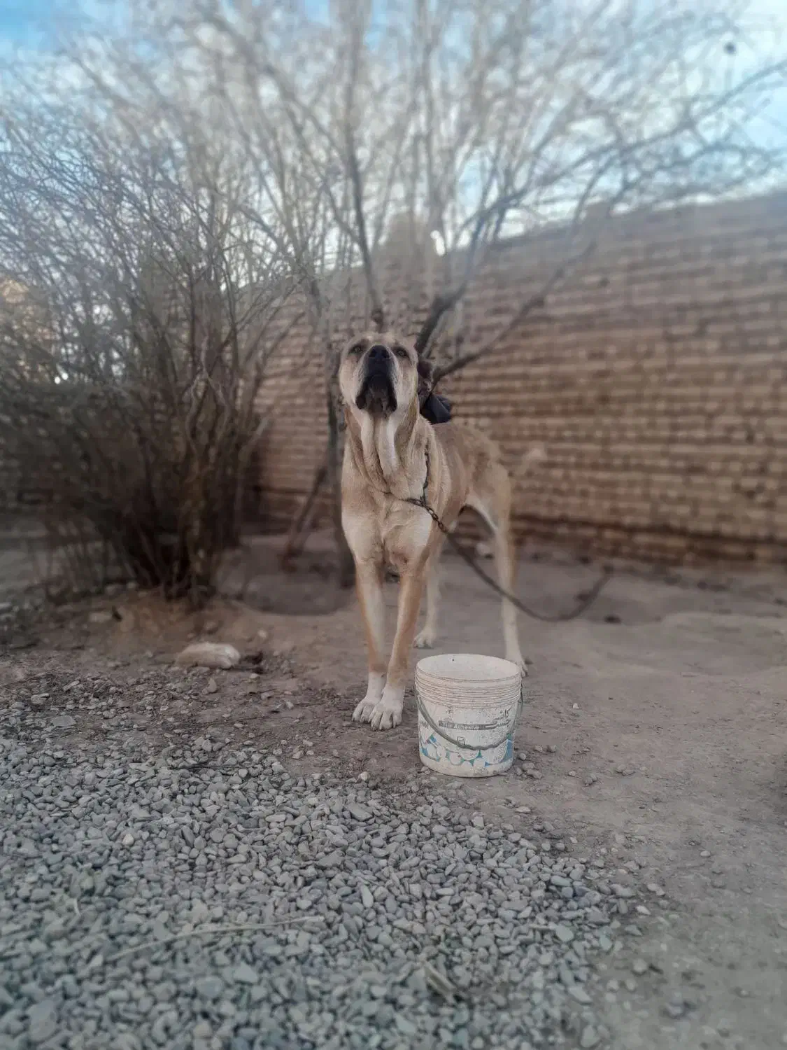 سرابی اصل|سگ|مه ولات, |دیوار