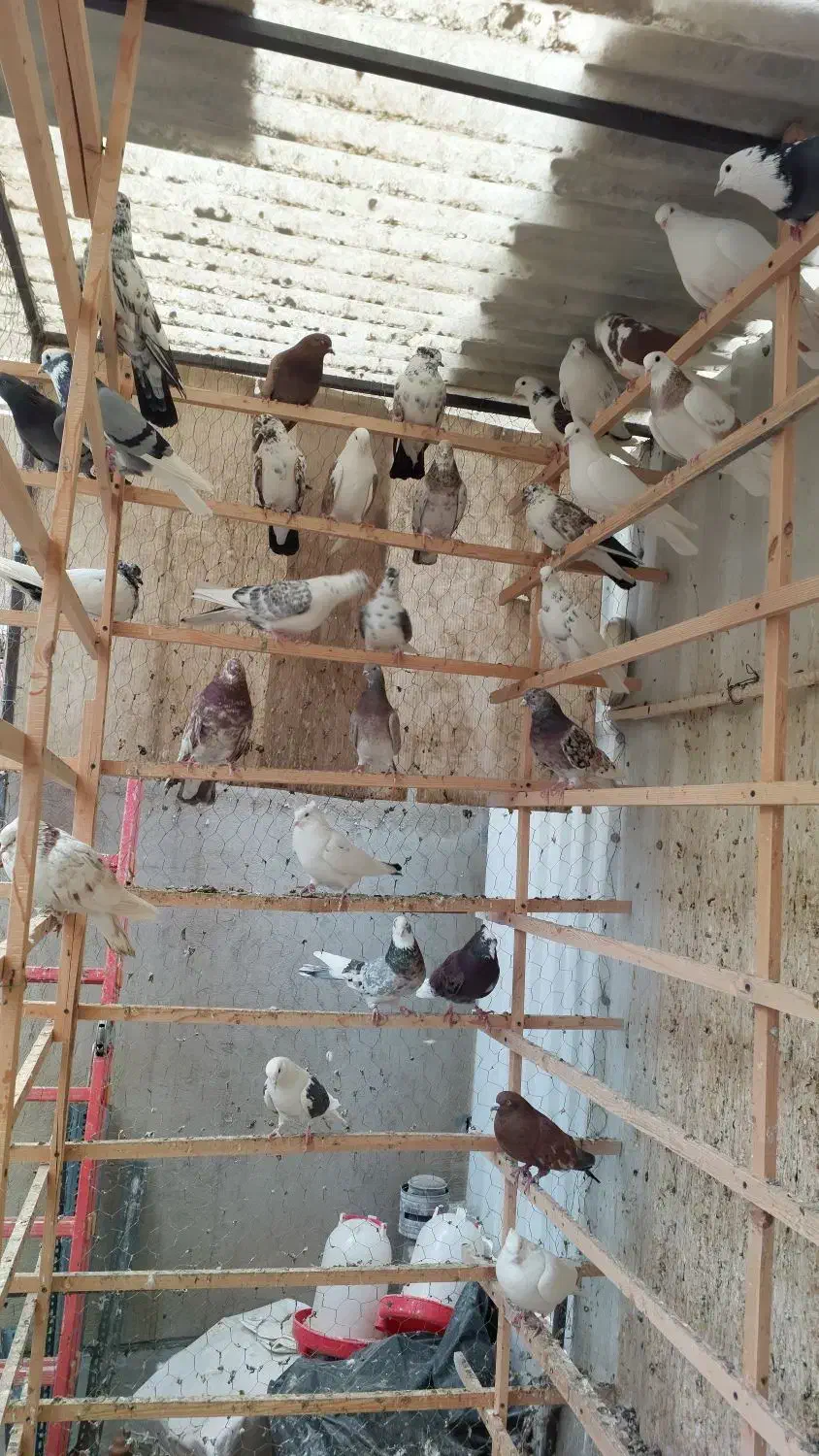 کفتر|پرنده|تهران, دستغیب|دیوار