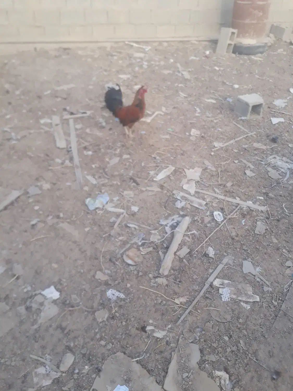 مرغ و خروس|حیوانات مزرعه|چمران, |دیوار