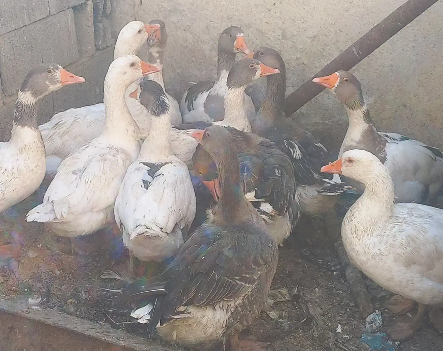 ۱۰عددغاز جوان دانه ای ۱میلیون به فروش میرسد|حیوانات مزرعه|فامنین, |دیوار