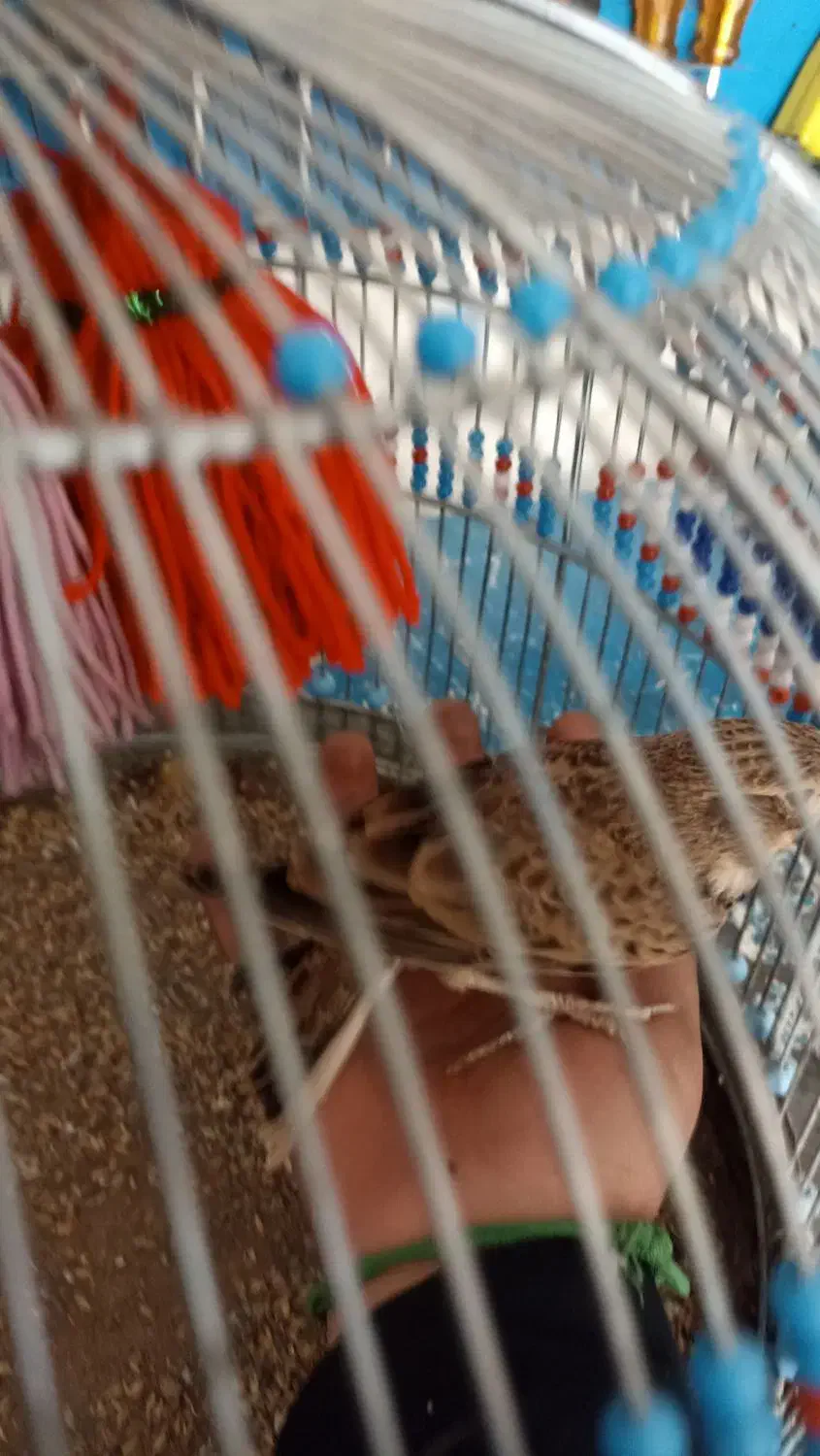 سهره خاکی نر بخون با قفس|پرنده|پاکدشت, حصار امیر|دیوار