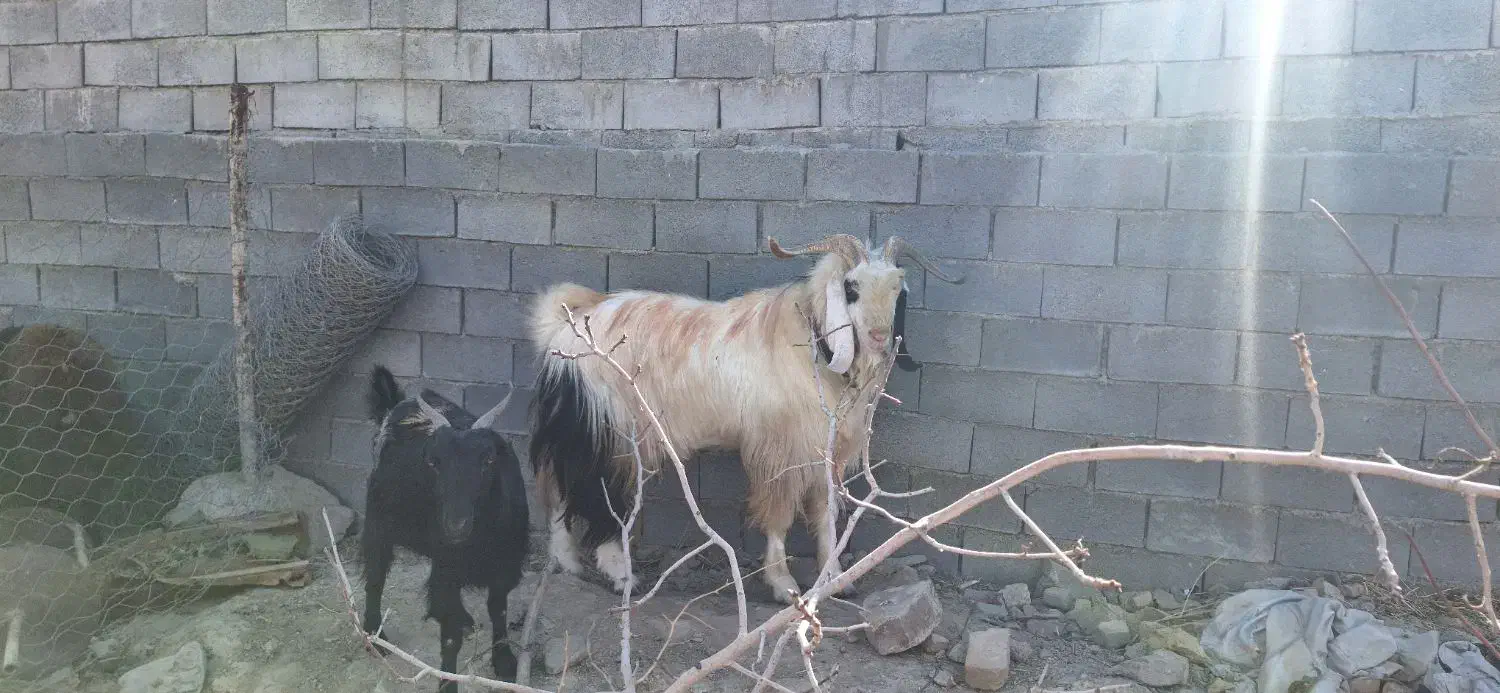 نر بز|حیوانات مزرعه|رضویه, |دیوار