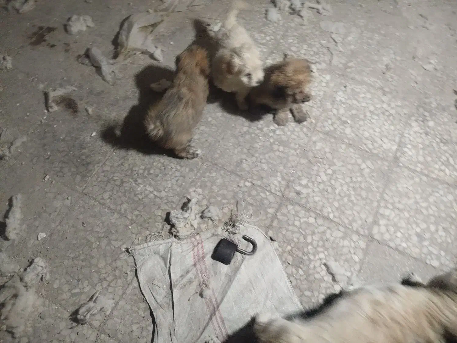 ۵عدد توله شیتزو‌برای فروشی|سگ|ری, دولت‌آباد|دیوار