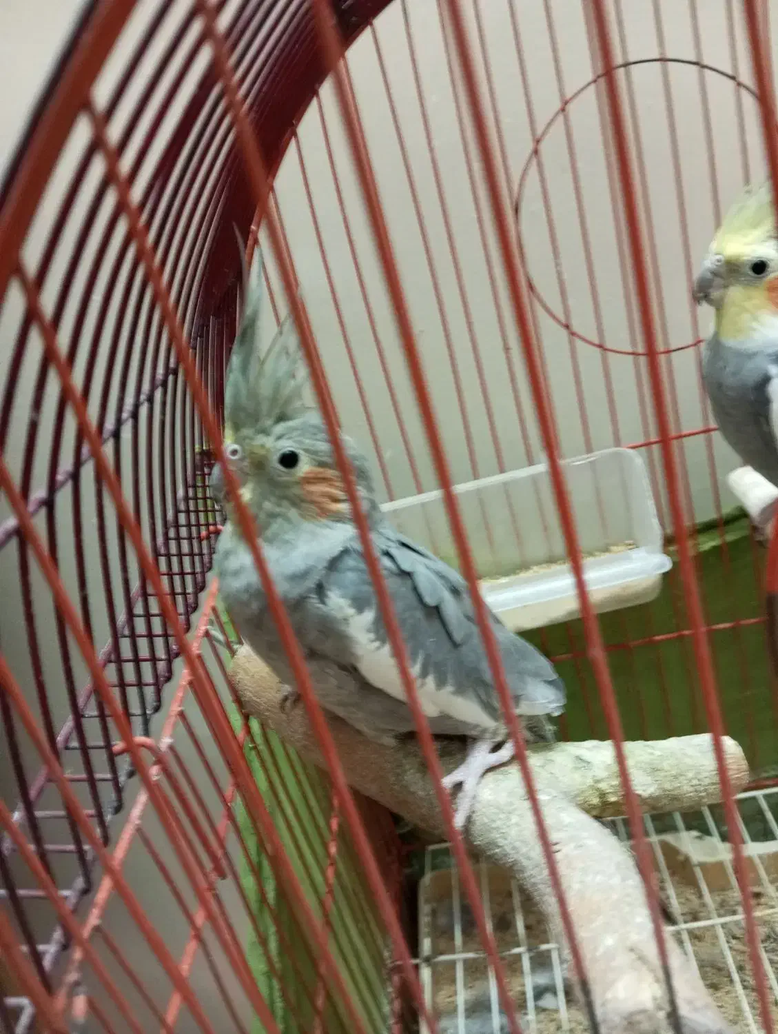 پرنده عروس هلندی|پرنده|تهران, قصر فیروزه ۲|دیوار