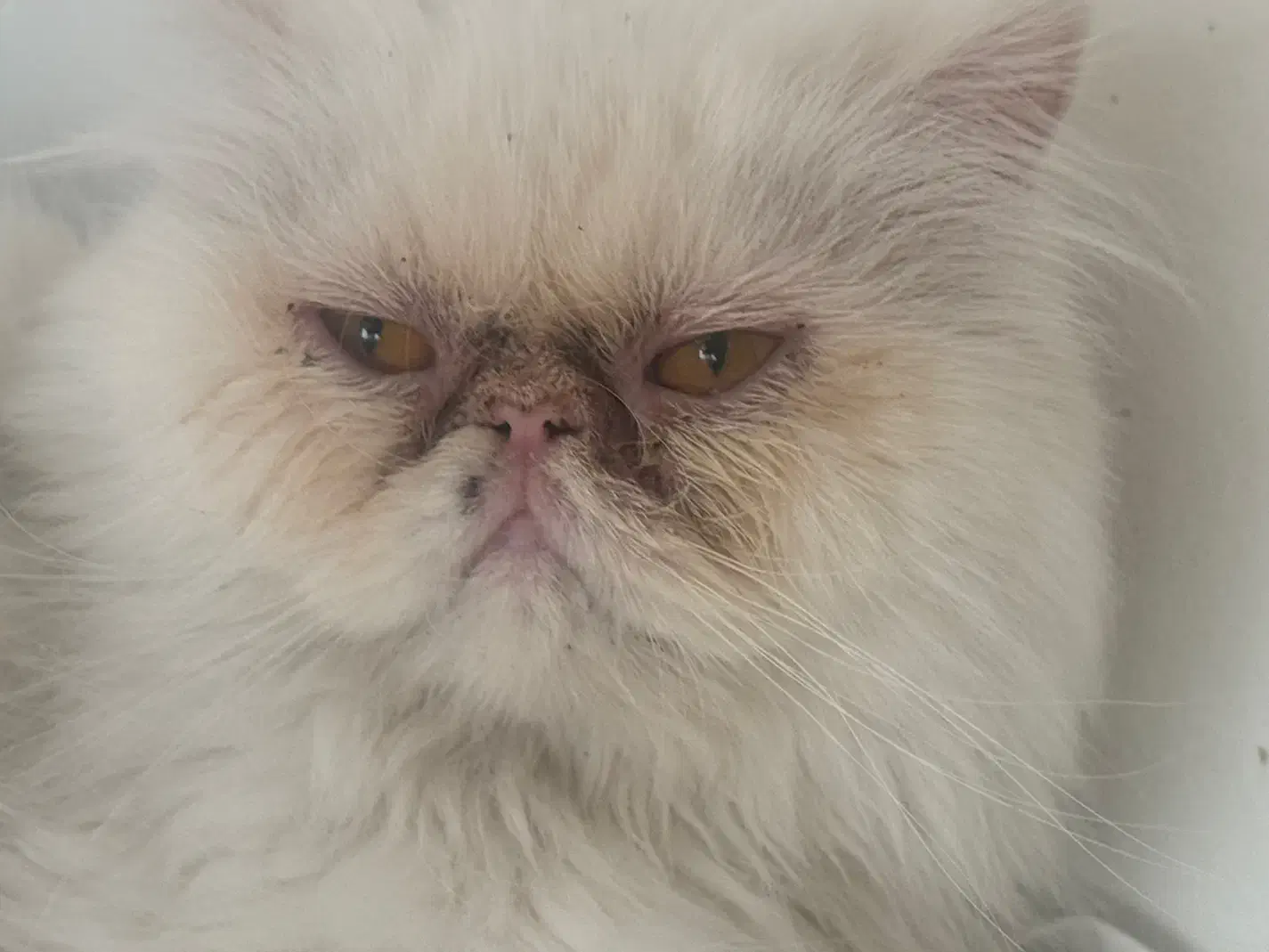 گربه پرشین سوپر فلت|گربه|مشهد, گوهرشاد|دیوار