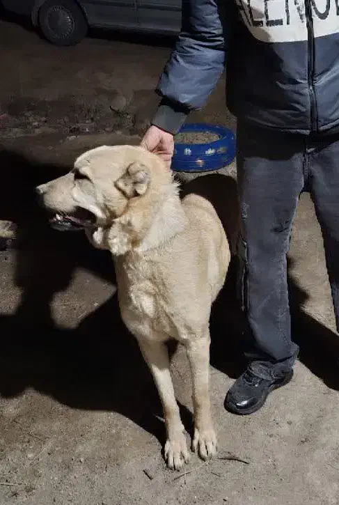 لاس سراب|سگ|اصفهان, بهارستان (مخابرات)|دیوار