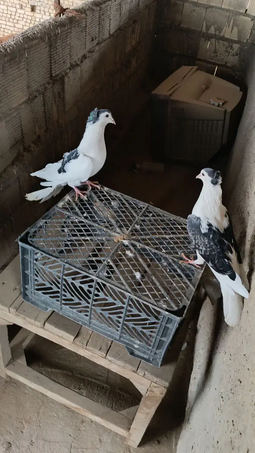 ی جفت دمگیر|پرنده|اصفهان, کارلادان|دیوار