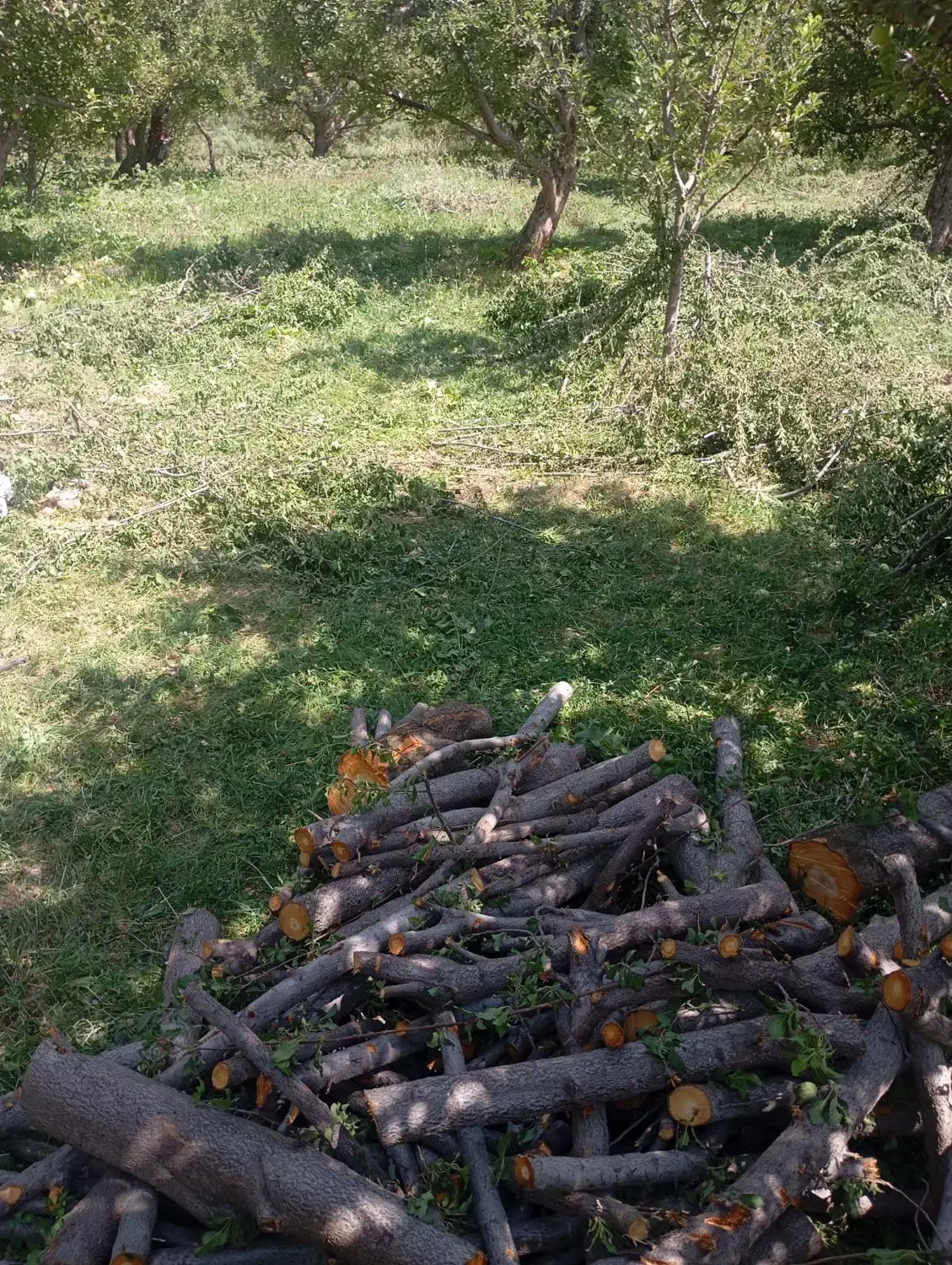 خرید ضایعات وانواع چوب|خدمات باغبانی و درختکاری|میاندوآب, |دیوار