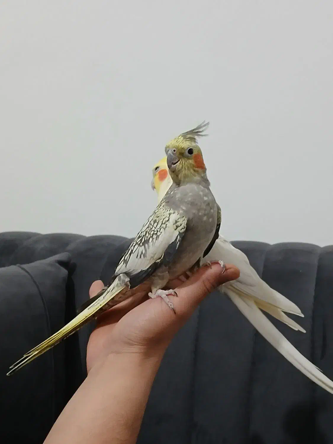 عروس هلندی|پرنده|رشت, جهاد|دیوار