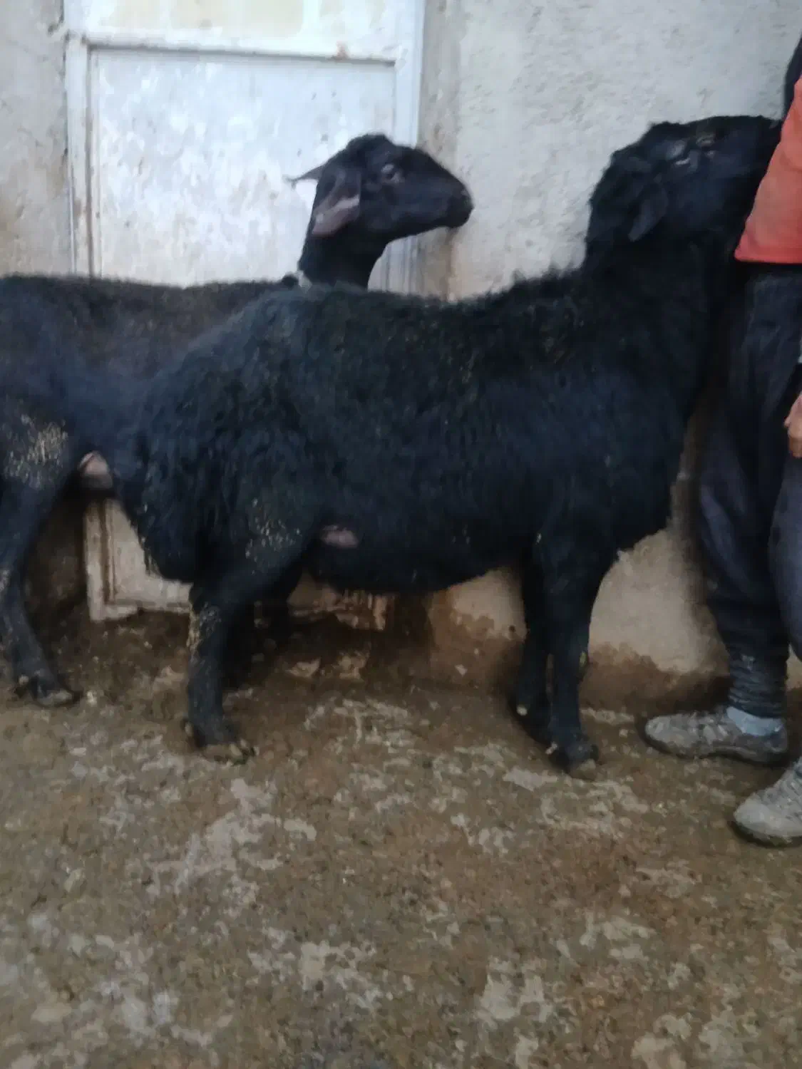 قوچ|حیوانات مزرعه|سلطانیه, |دیوار