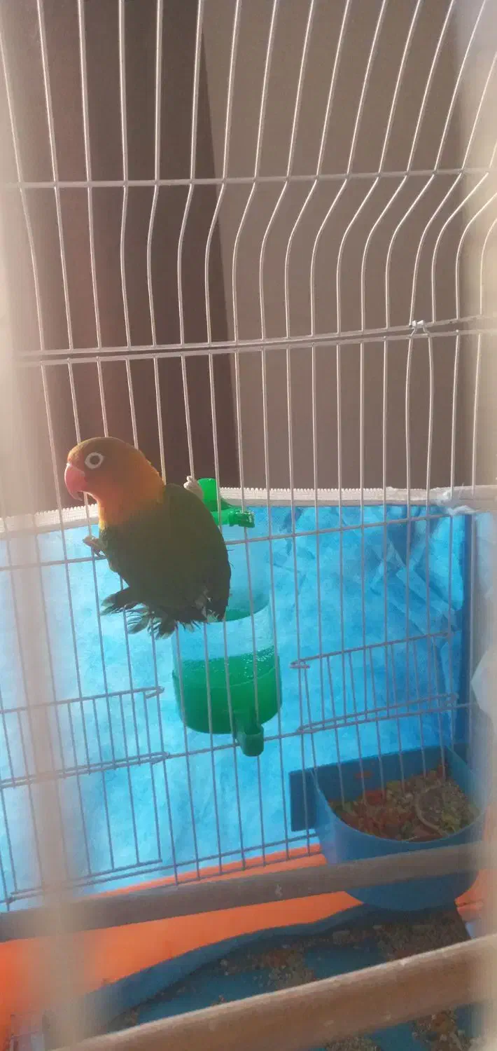 طوطی برزیلی|پرنده|مشکین‌دشت, |دیوار