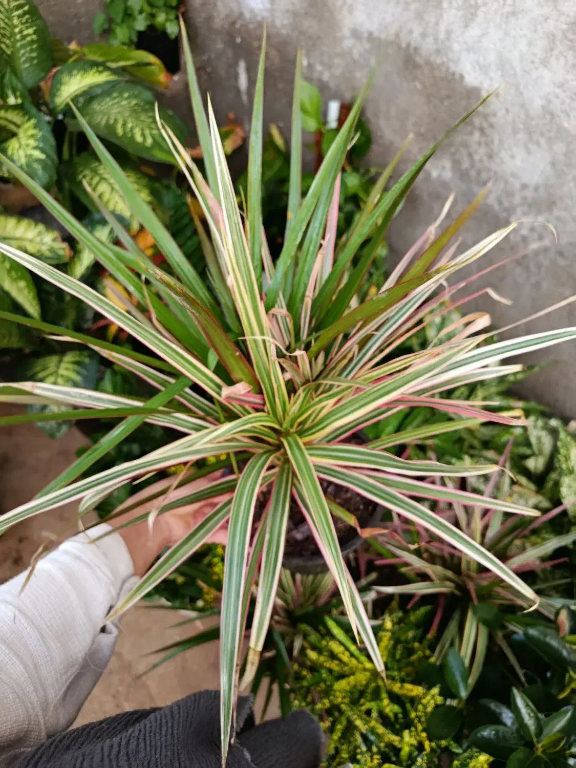 گل وگیاه آپارتمانی|گل و گیاه طبیعی|جنت, |دیوار