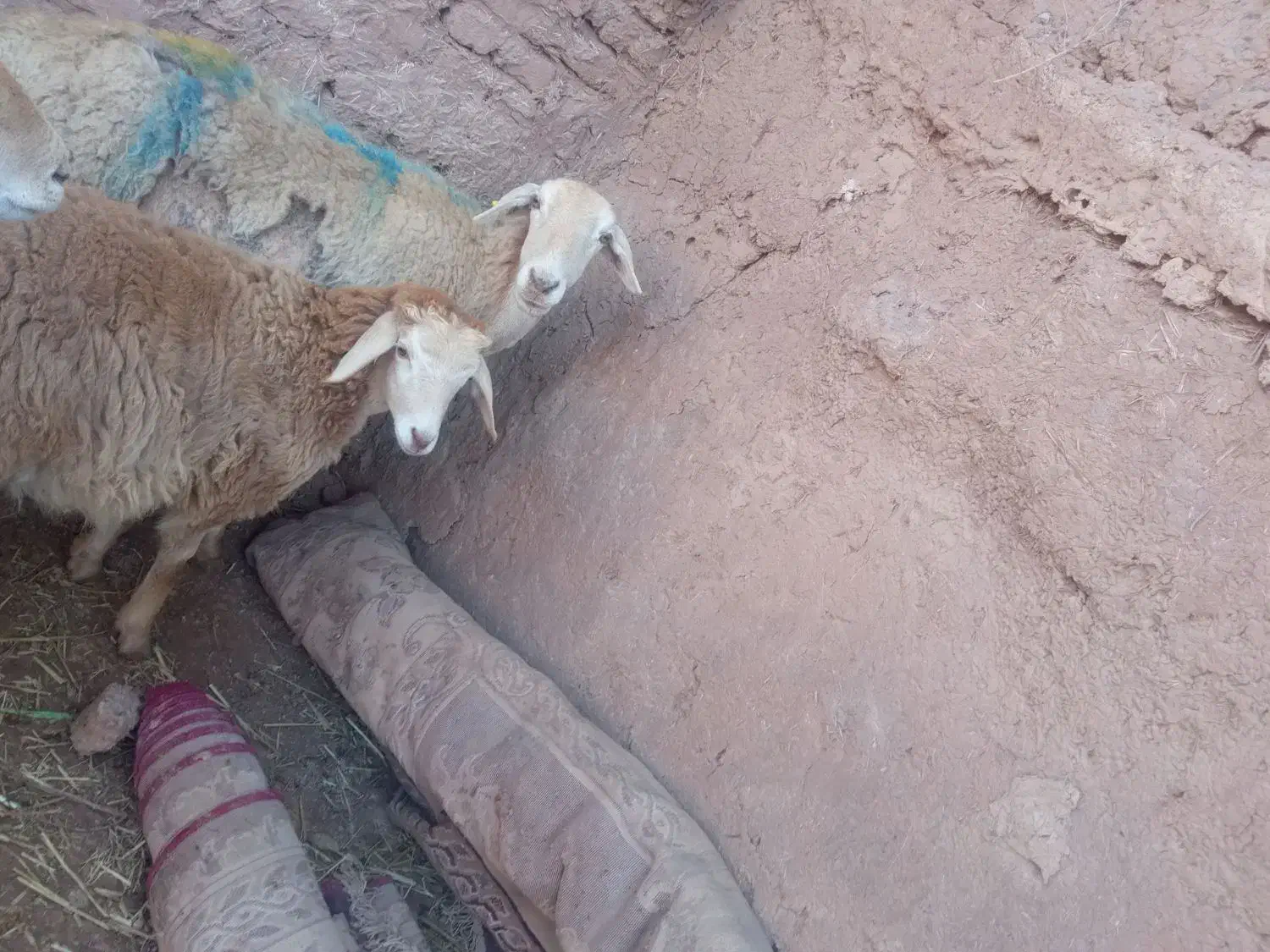 میش|حیوانات مزرعه|تربت جام, جامرود|دیوار