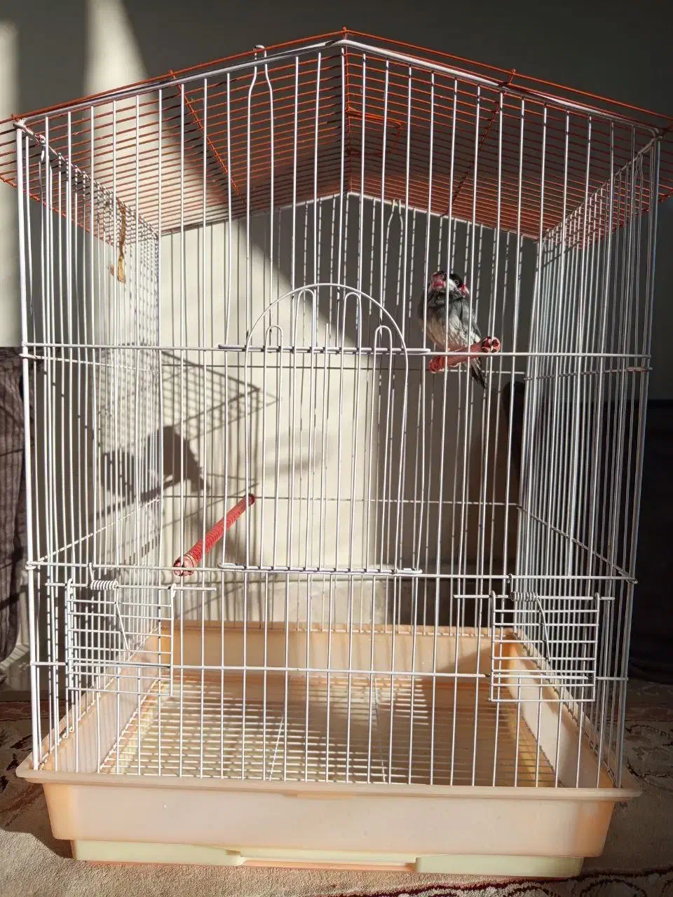 فنچ نرگسی|پرنده|پردیس, فاز ۱|دیوار