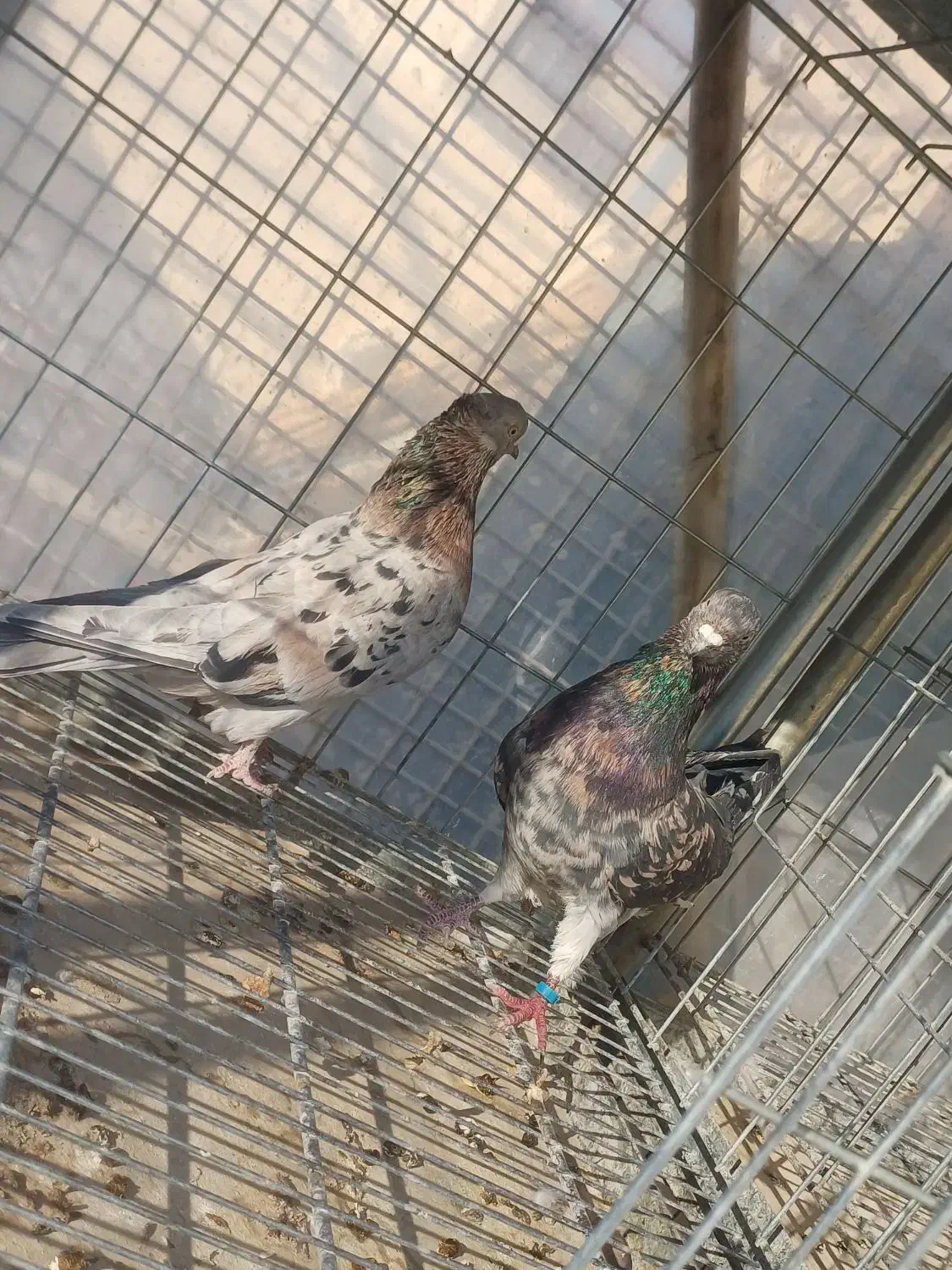 کبوتر|پرنده|خمینیشهر, |دیوار