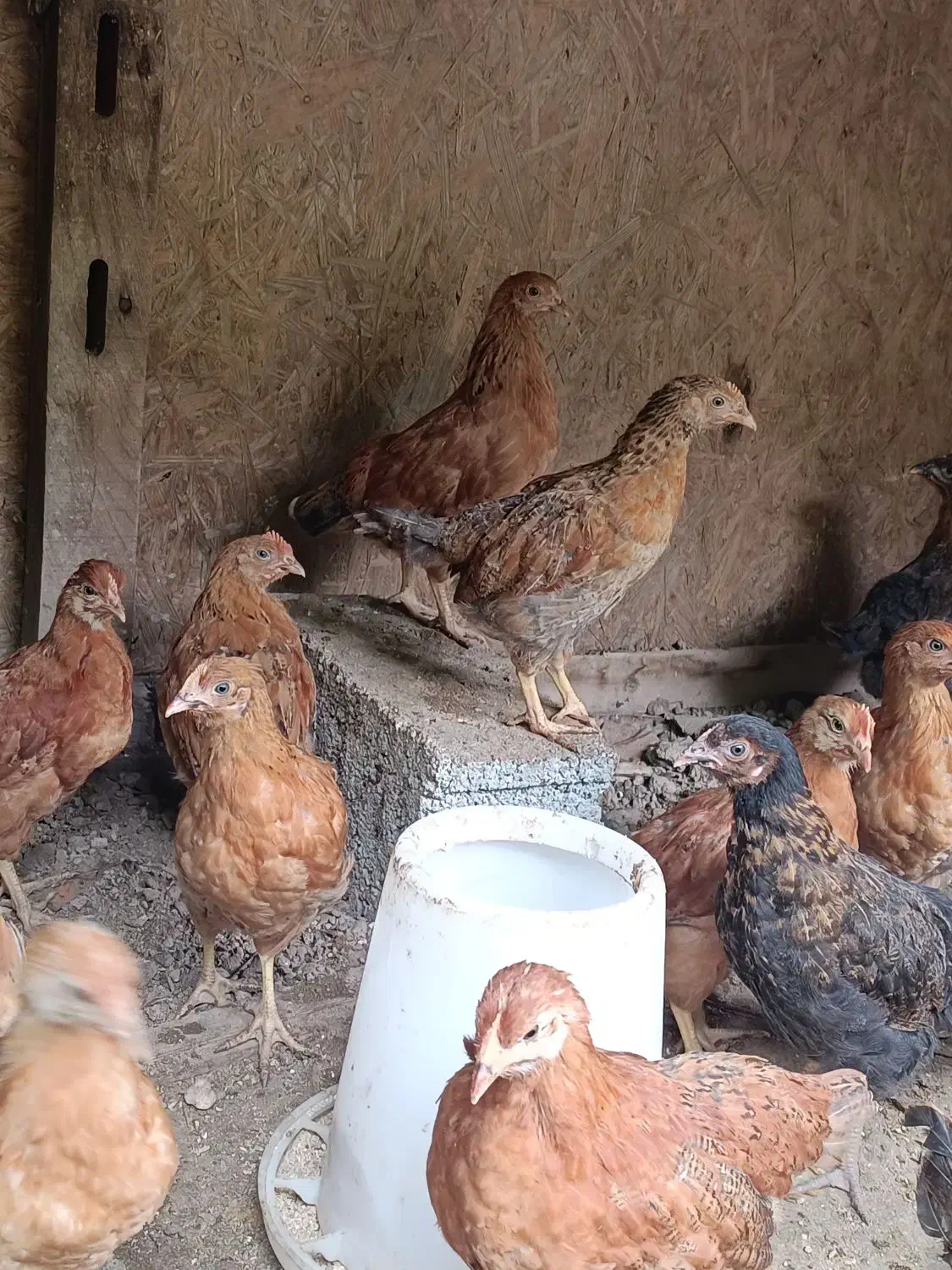 مرغ و خروس محلی و تخم مرغ|حیوانات مزرعه|گرگان, |دیوار