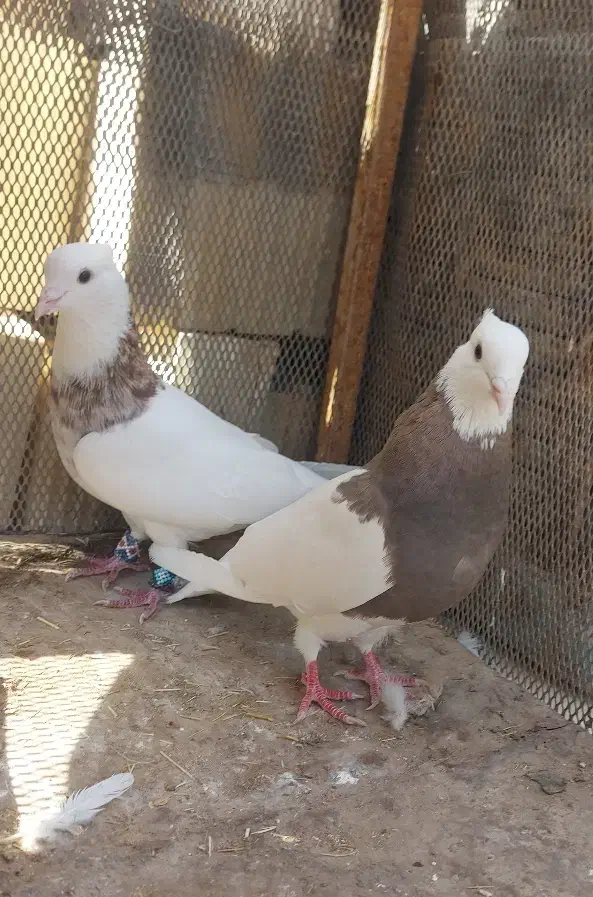 جفت طوقی|پرنده|بافق, |دیوار