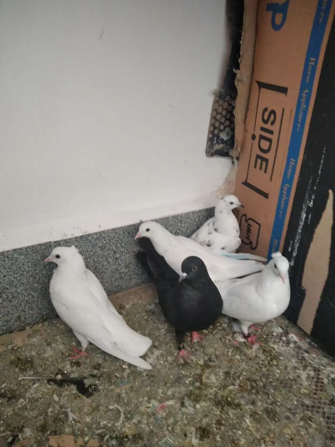 کبوتر|پرنده|نقده, |دیوار