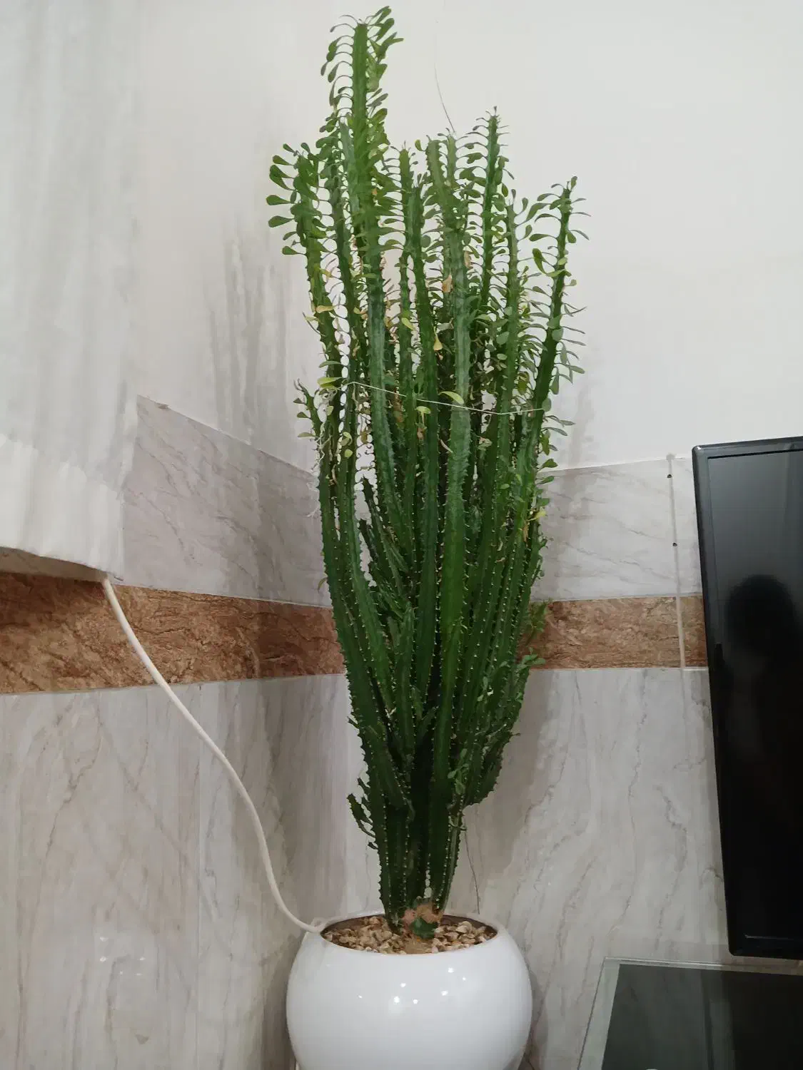 گل زیبا|گل و گیاه طبیعی|بانه, |دیوار