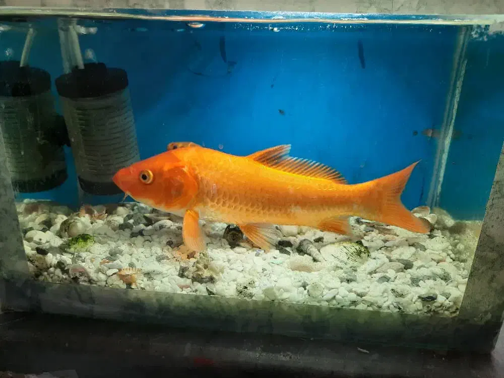 ماهی کوی بزرگ و کوچک|ماهی|مرودشت, بیست متری بیمارستان|دیوار