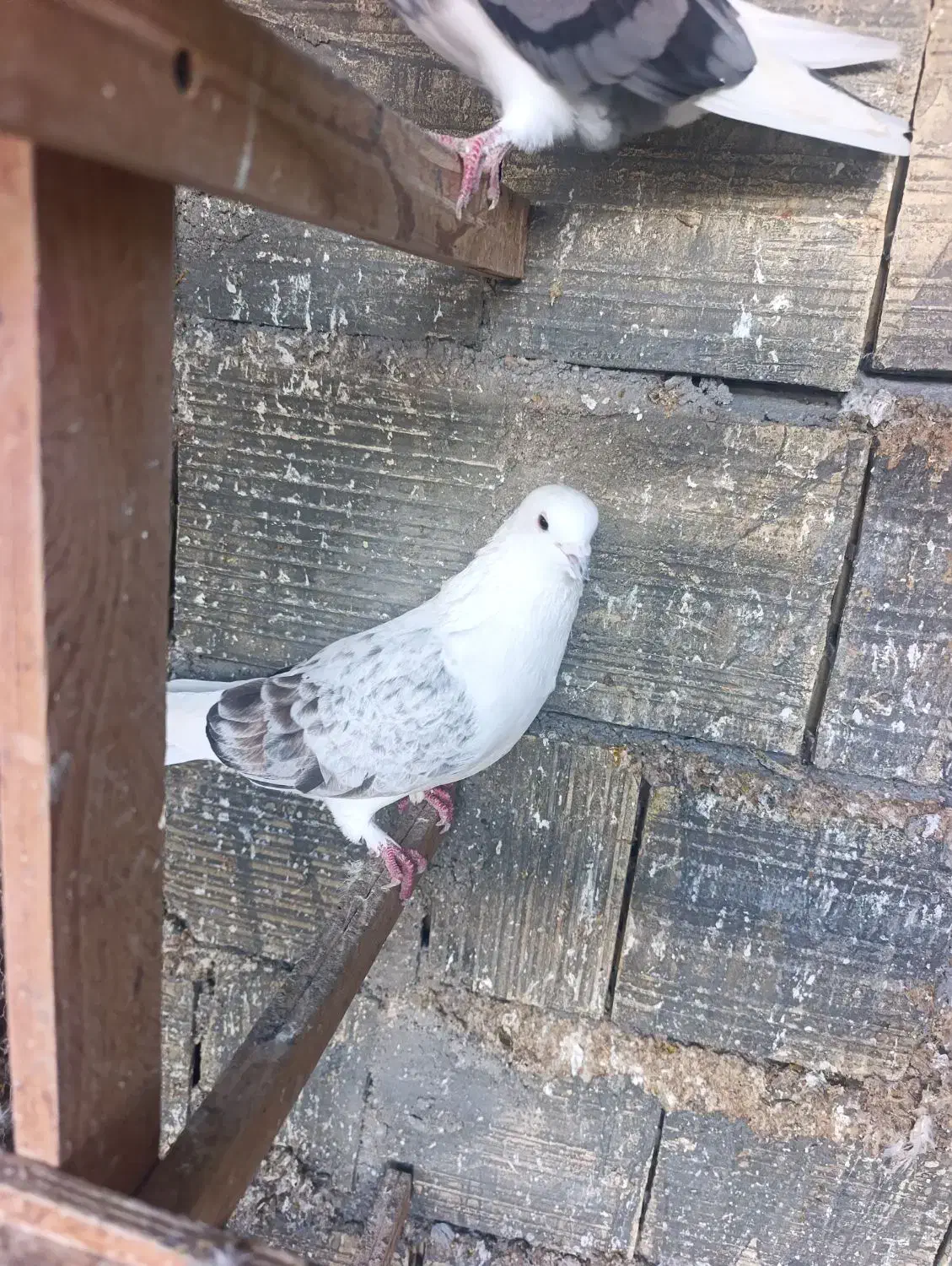 کبوتر|پرنده|بندرعباس, |دیوار