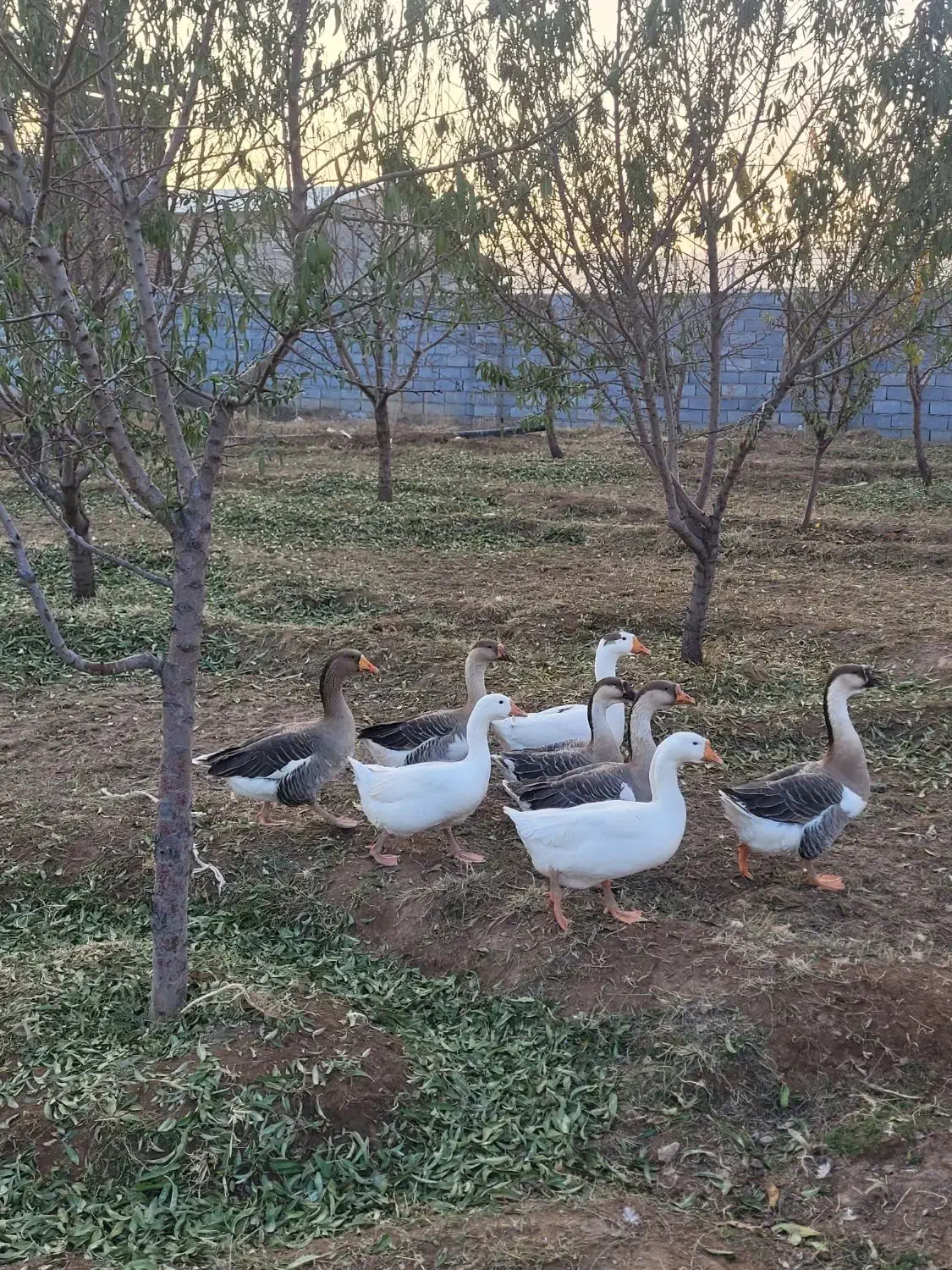 غاز و قوغاز درشت وسالم قیمت مناسب|حیوانات مزرعه|عجب شیر, |دیوار