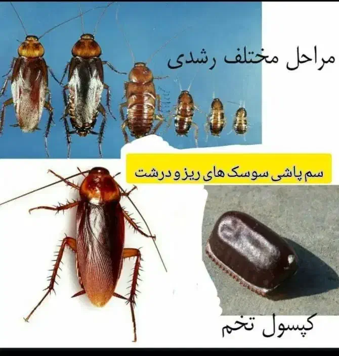 سمپاشی صداقت را با اطمینان انتخاب کنید سم پاشی|خدمات نظافت|زاهدان, |دیوار