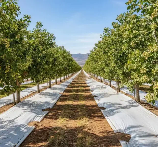 پلاستیک (مالچ)|خدمات باغبانی و درختکاری|رفسنجان, |دیوار