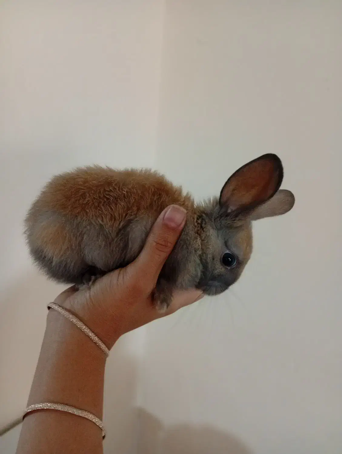 خرگوش|موش و خرگوش|سبزوار, شرق کال عیدگاه|دیوار