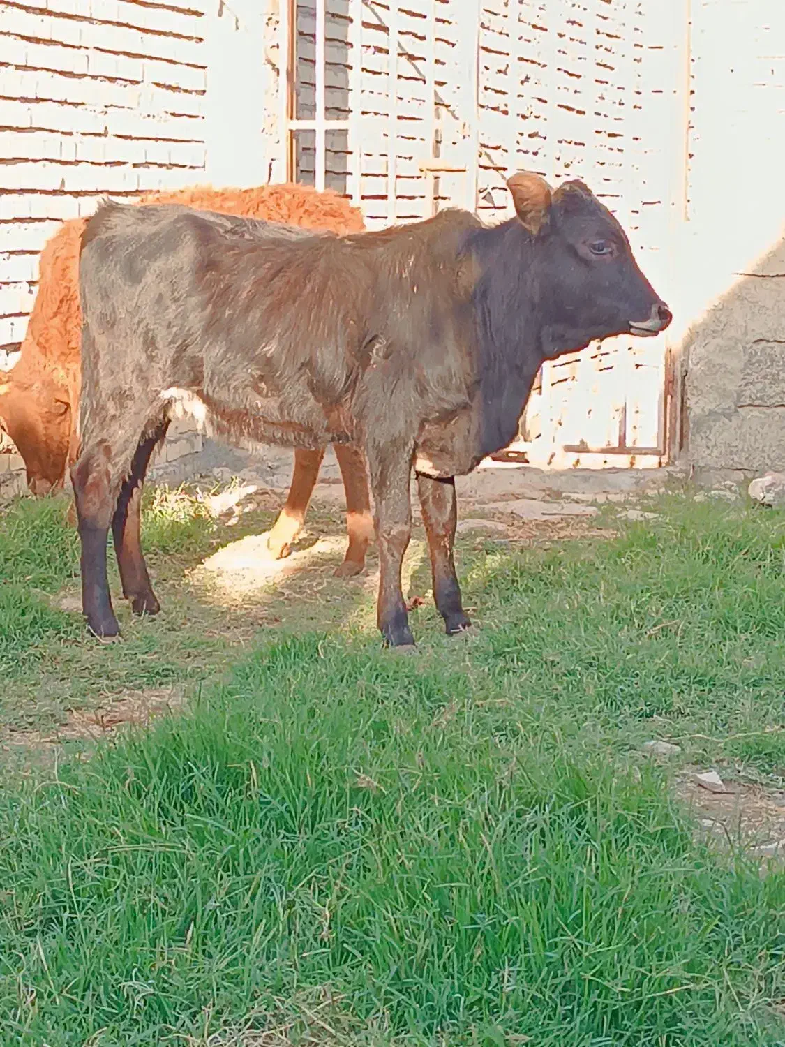 ۳راس گوساله ماده|حیوانات مزرعه|گنبد کاووس, |دیوار