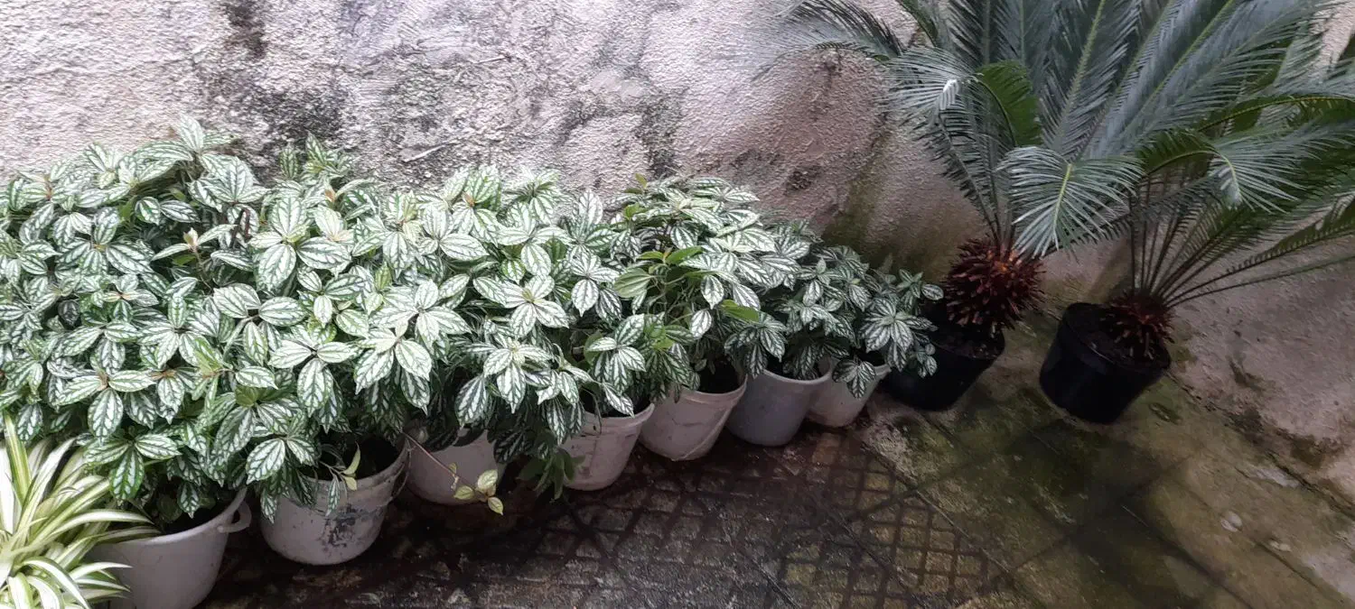 دو عد سیکاس بزرگ وچند عدد گلدان دیگر|گل و گیاه طبیعی|رشت, بیجارپس|دیوار