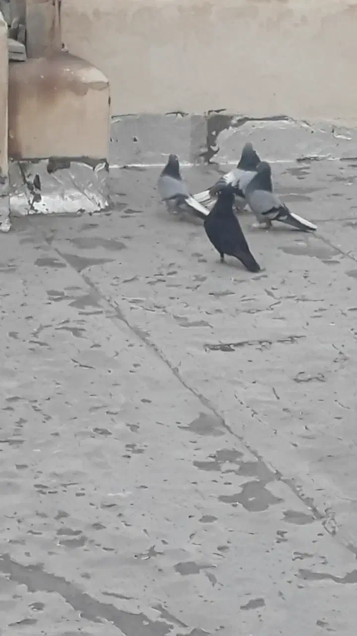 فروشی|پرنده|بروجن, |دیوار