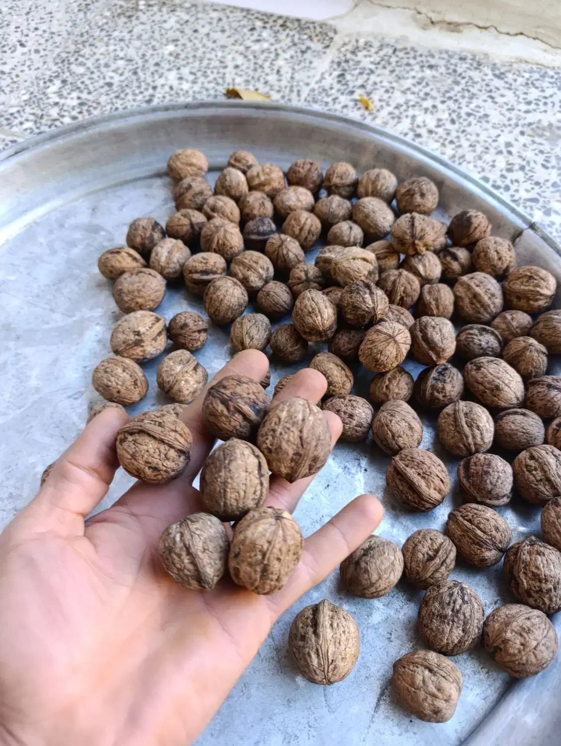 گردو محلی درجه یک کاغذی|خوردنی و آشامیدنی|کلاترزان, |دیوار