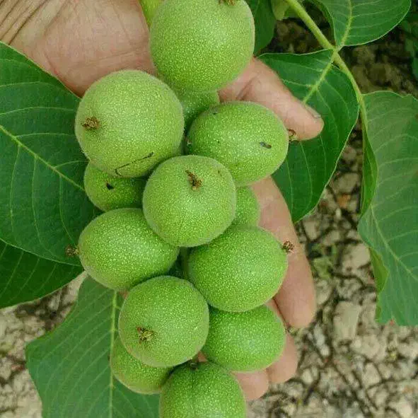 تولید نهال گردو خوشه ای|خدمات باغبانی و درختکاری|صباشهر, |دیوار