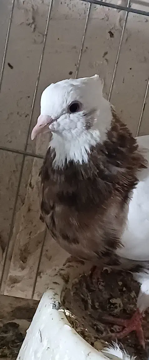 نروماده طوقی کلاهی  نر سرخ ماده سور معاوضه با سبز|پرنده|ریگان, |دیوار