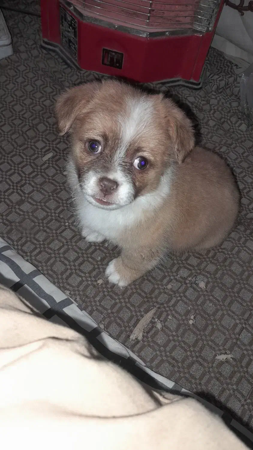 سگ نژاد شیتزو|سگ|گرگان, |دیوار