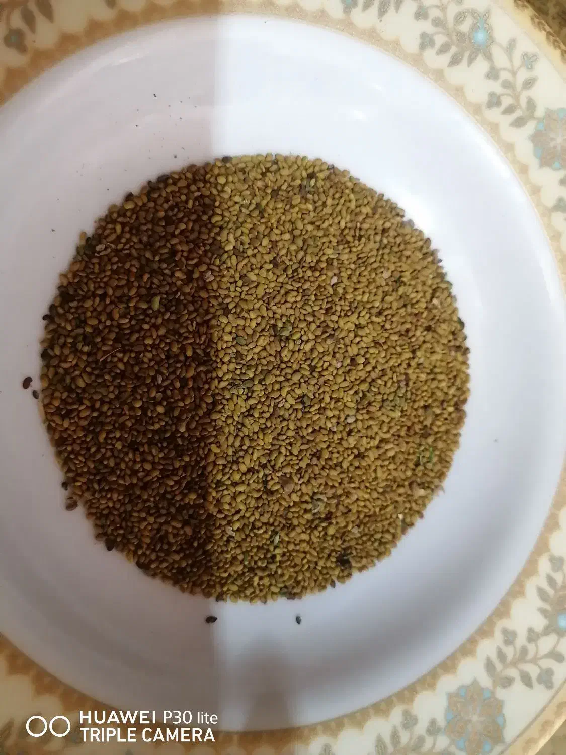 بذریونجه|خدمات باغبانی و درختکاری|شیراز, فخرآباد (دروازه کازرون)|دیوار