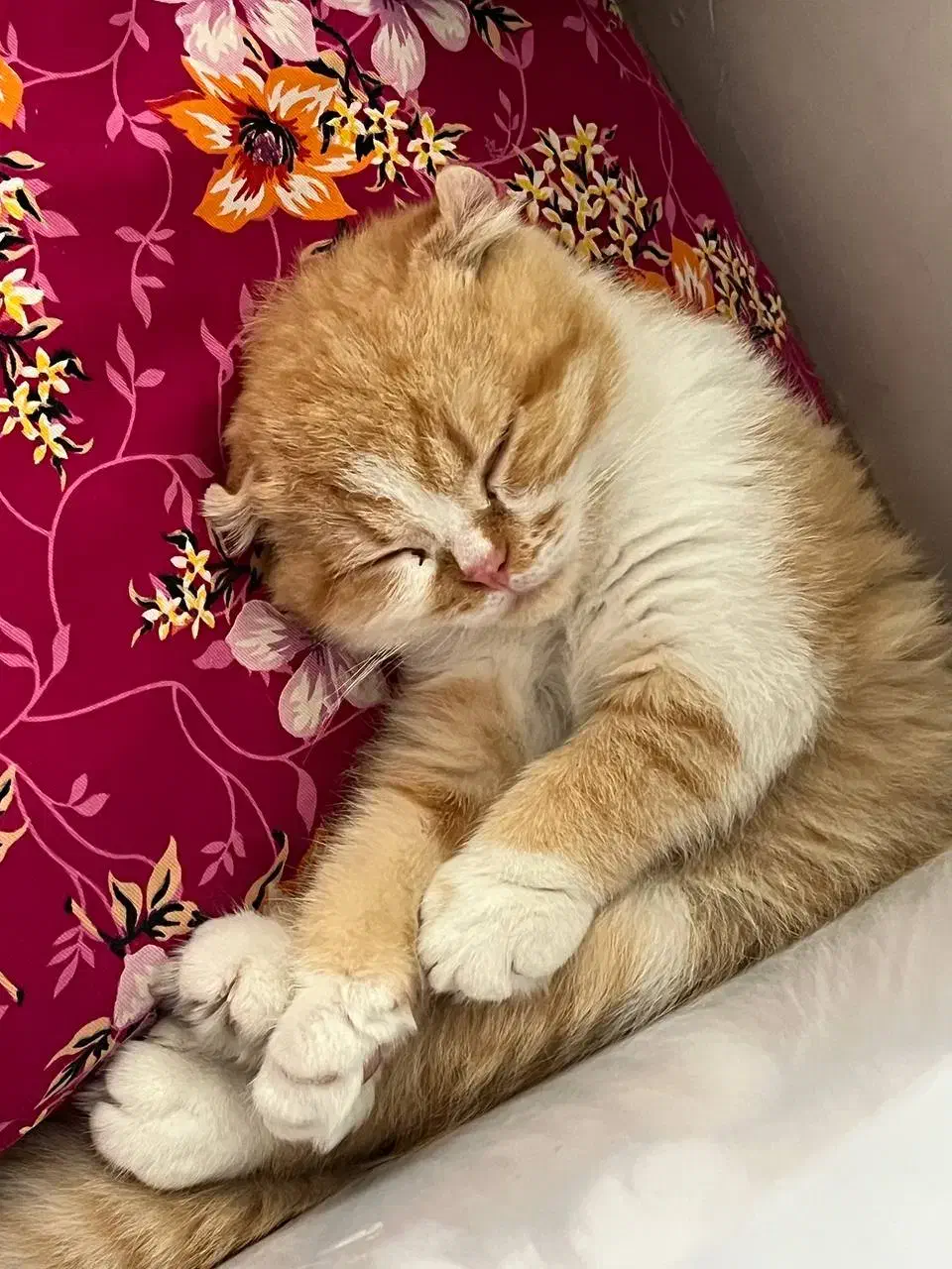 گربه|گربه|خوی, |دیوار