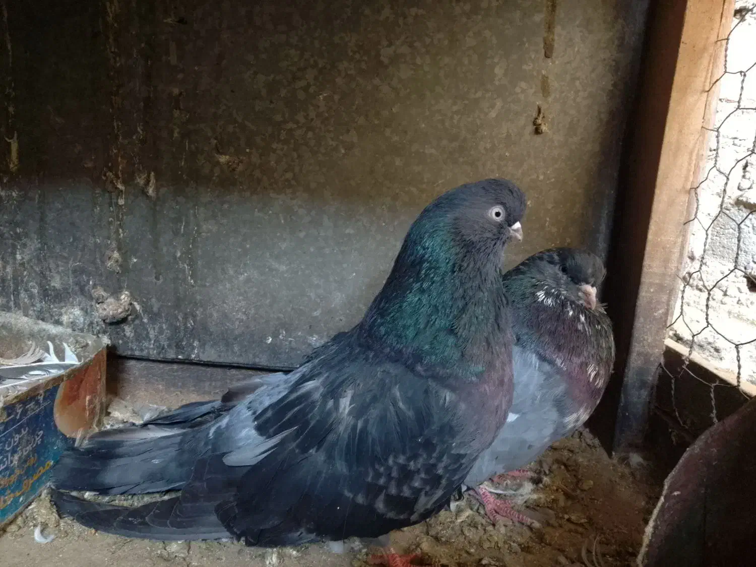 کبوترزیباوکمیاب|پرنده|ابهر, |دیوار