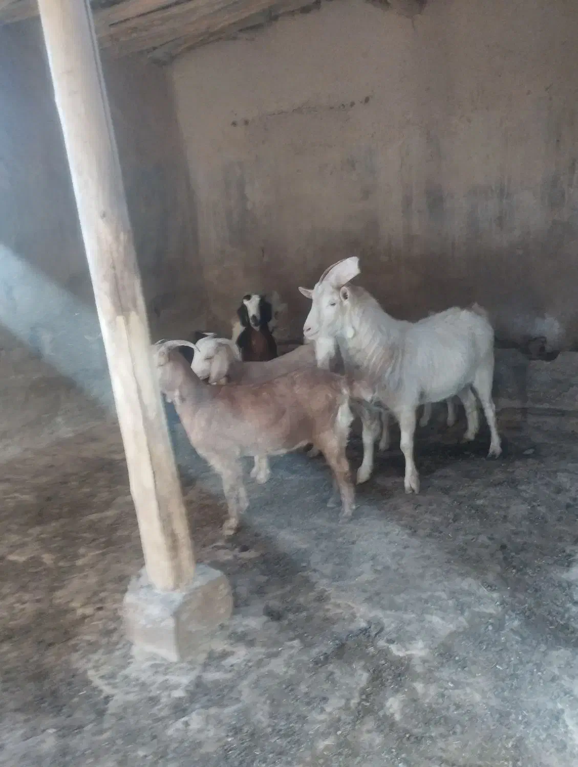 نر بز|حیوانات مزرعه|رادکان, |دیوار