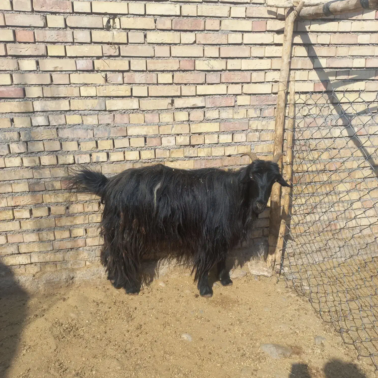 بز داشتی|حیوانات مزرعه|اندیمشک, |دیوار