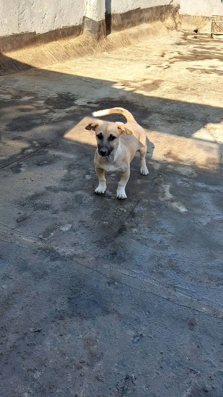 سگ پاپی|سگ|مشهد, انصار|دیوار